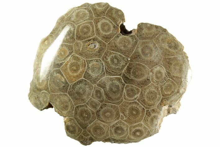 Polished Fossil Coral (Actinocyathus) Head - Morocco #202492
